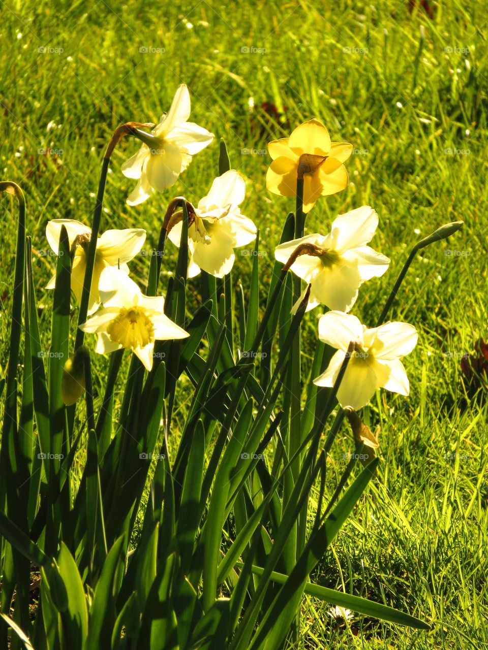 daffodils in sunlight