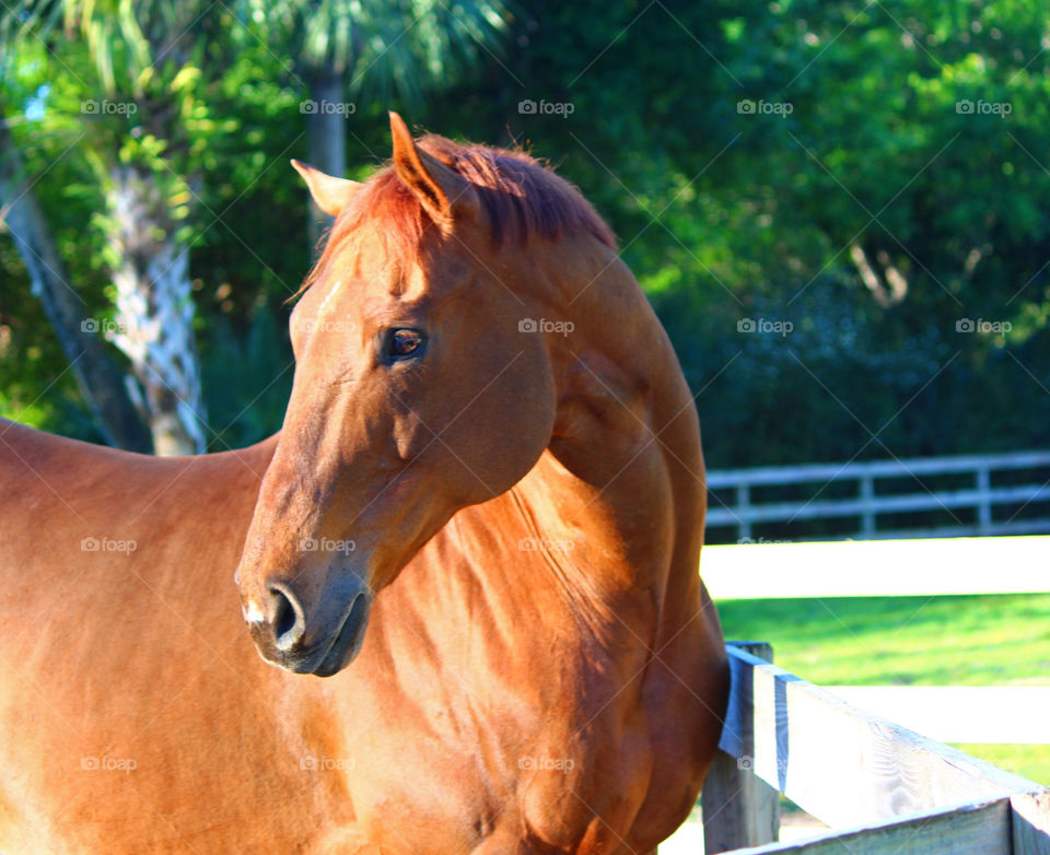 Chestnut horse