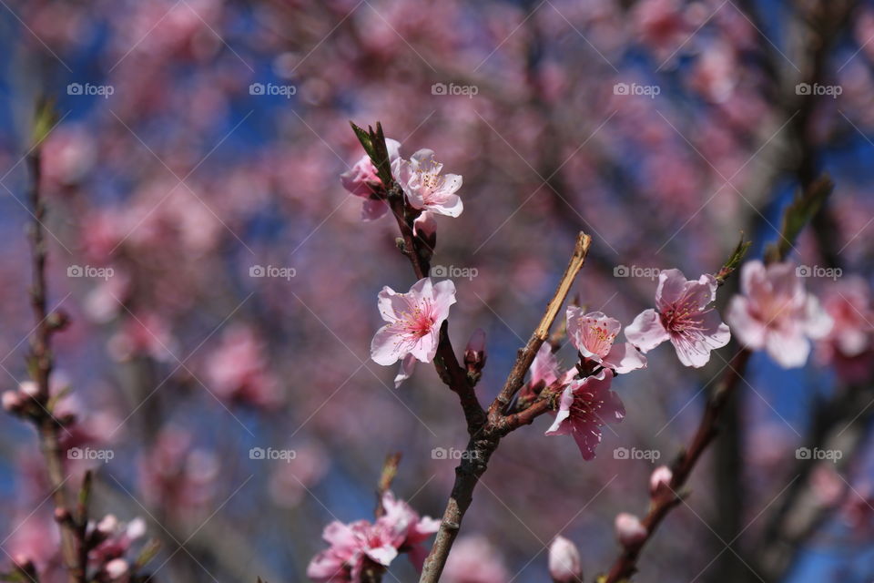 Cherry blossoms