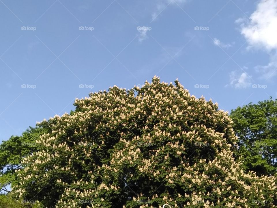 chestnut flowers blue sky background spring time