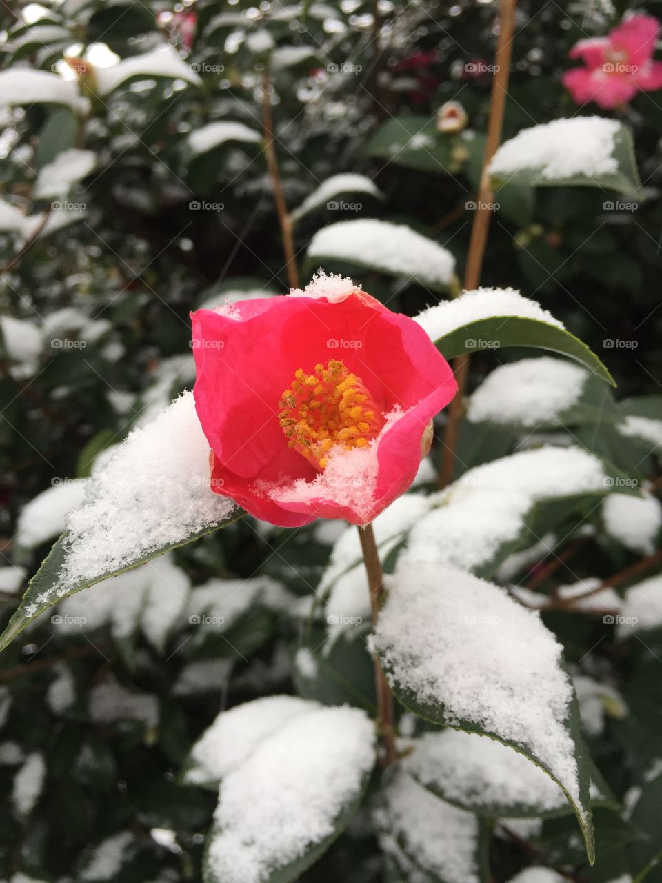 No Person, Winter, Outdoors, Tree, Nature