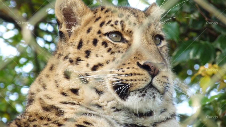 Leopard lady
