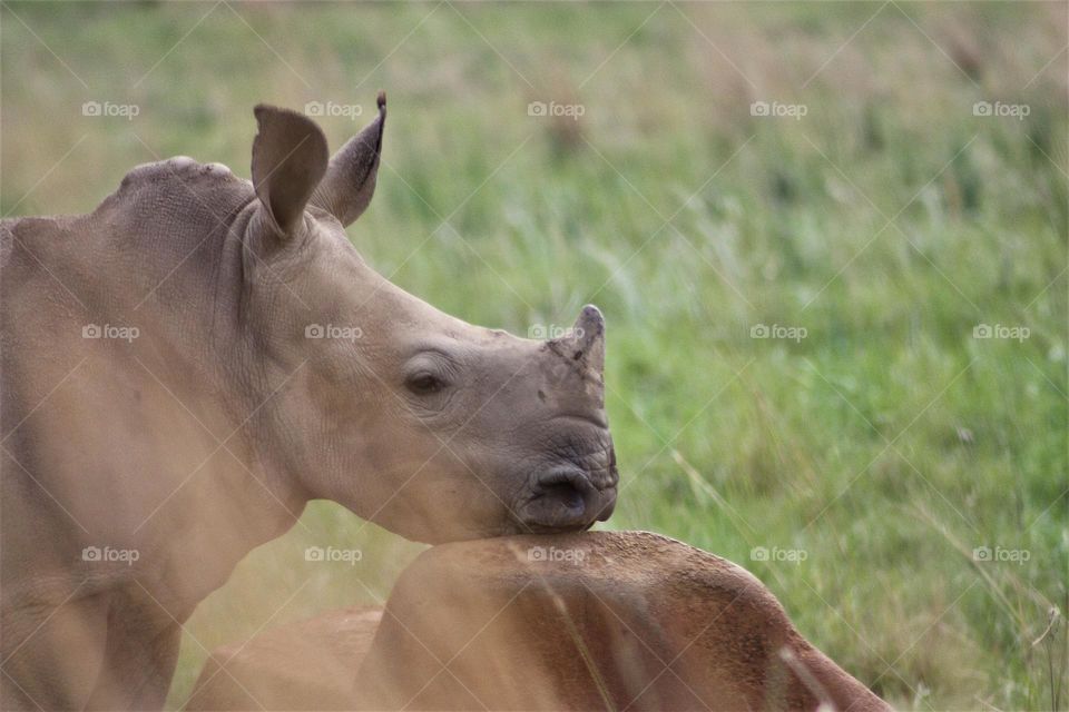 baby rino resting iets head on a rock.