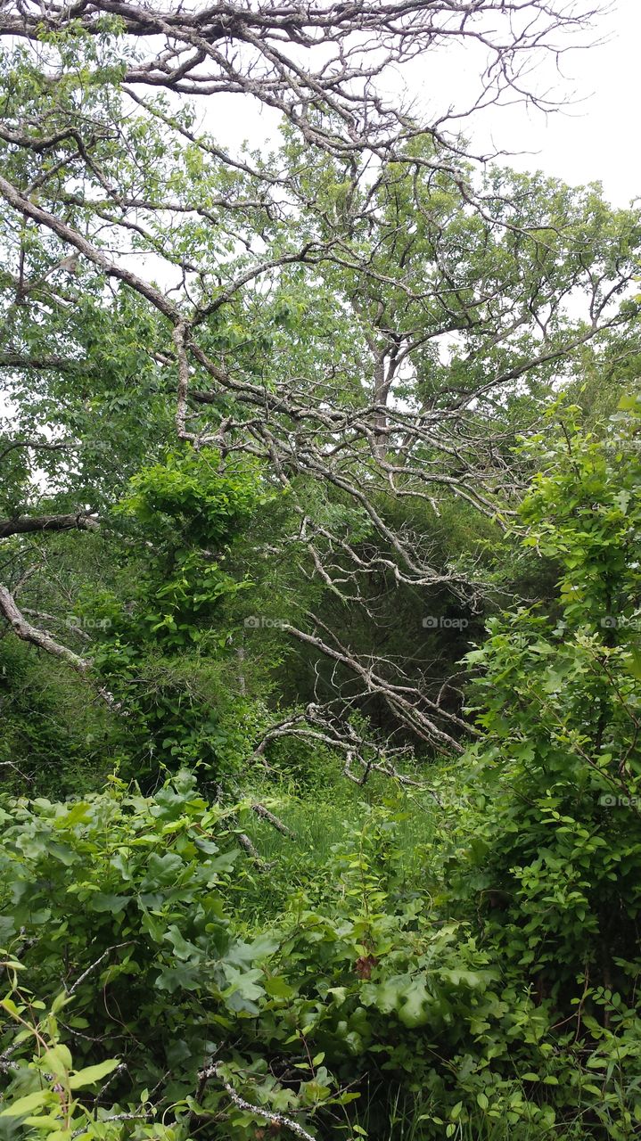 Dead Tree. Skeleton Tree