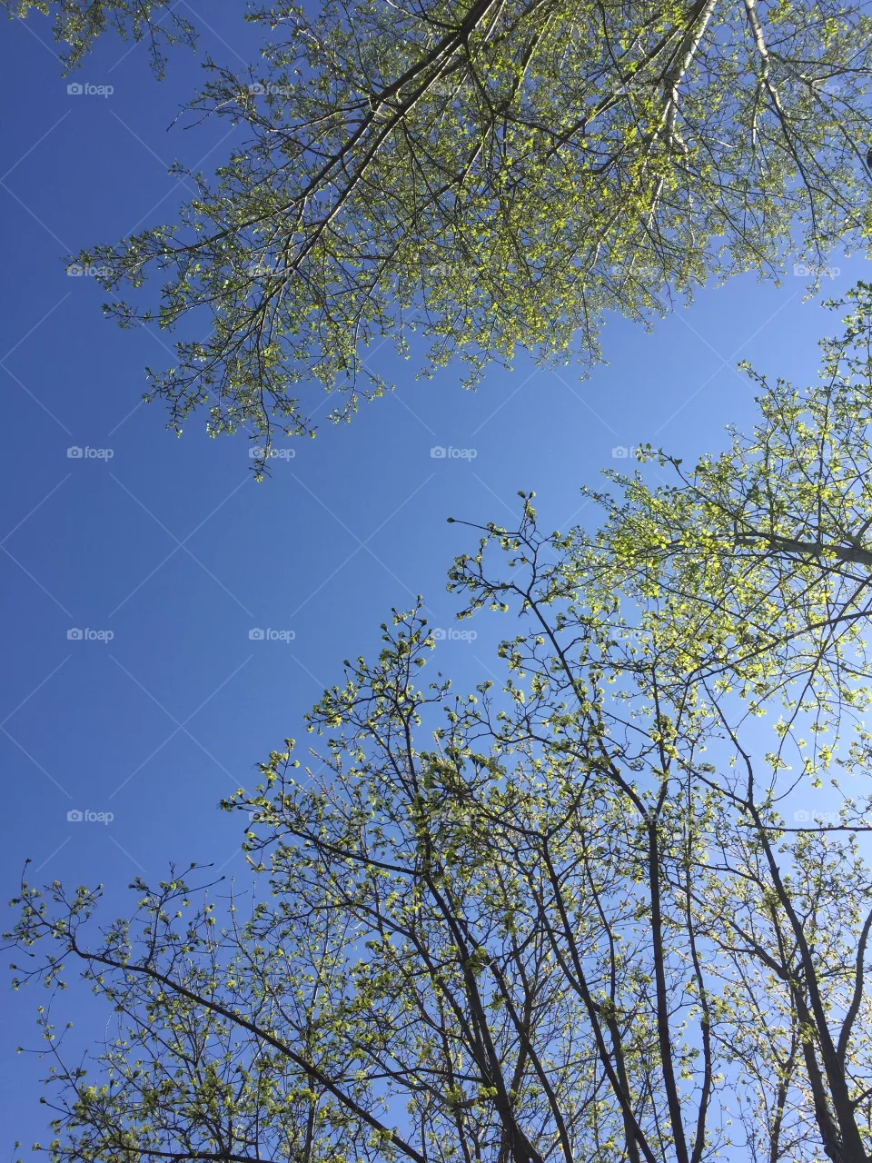 Spring sky
