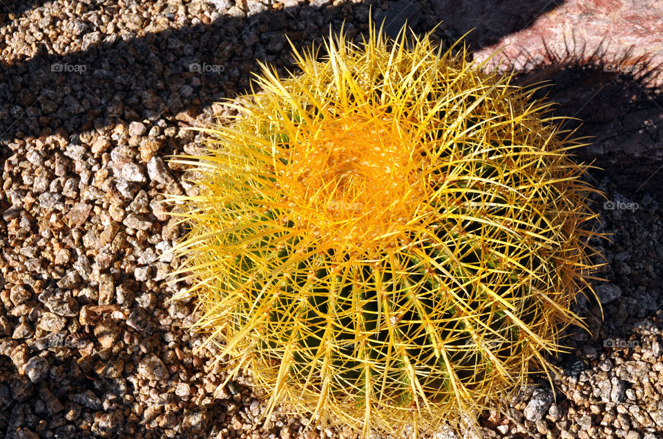 A barrel cactus in Arizona.