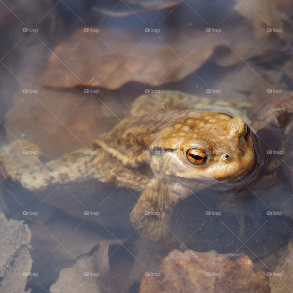 Frog
