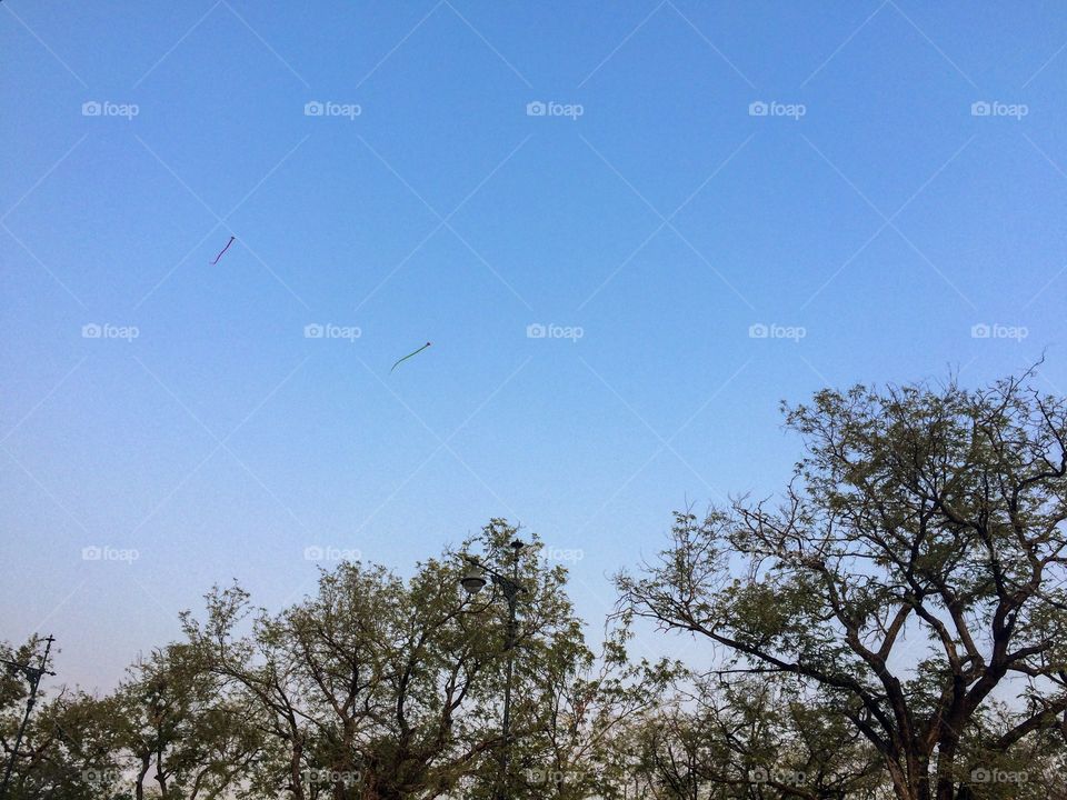 Snake kites on the blue sky in summer