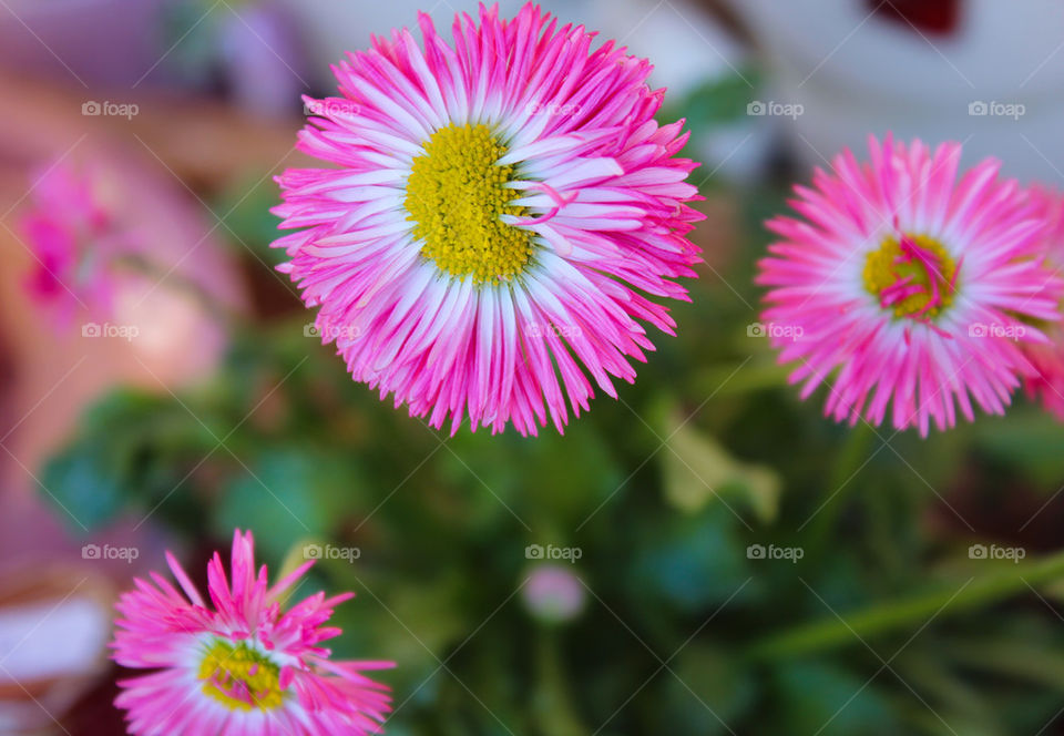 flower pink