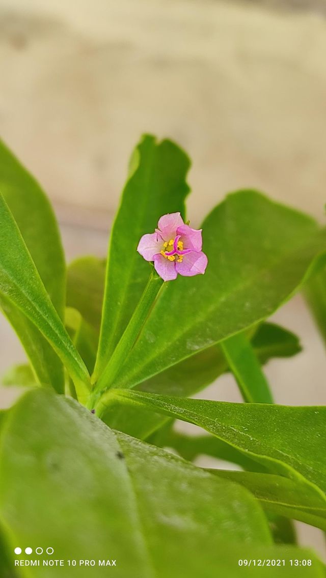In this photo I captured a small flower, this photo was captured in 'Redmi Note 10 pro max '