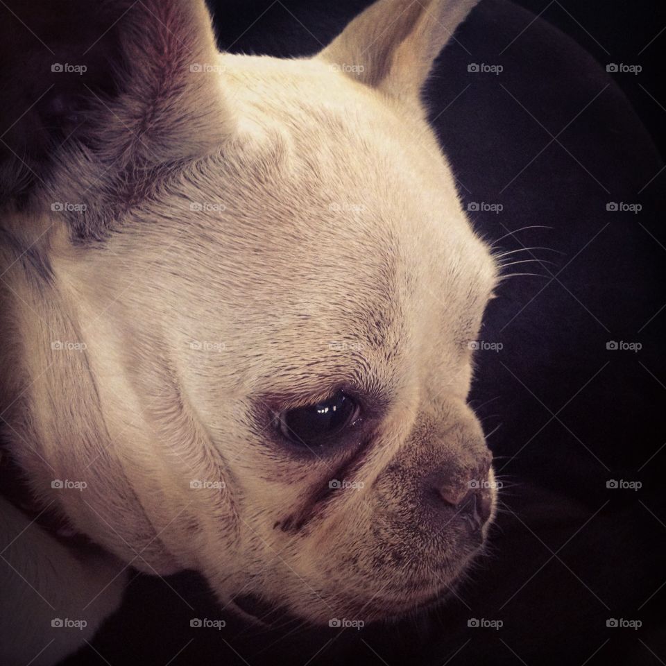 Frenchie Face. My French Bulldog, Jersey