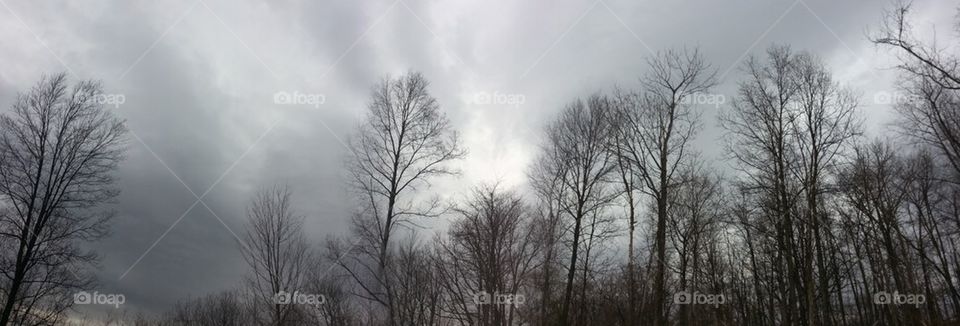 Stormy Trees