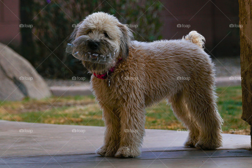 Daisy the Wheaten Terrier enjoys an empty water bottle as a toy