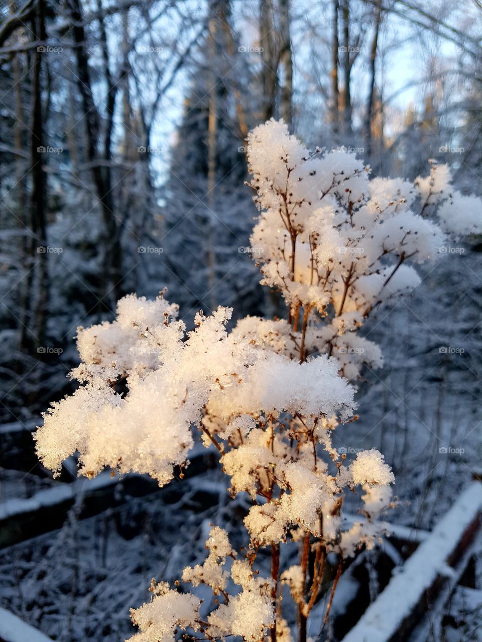 frosty flower