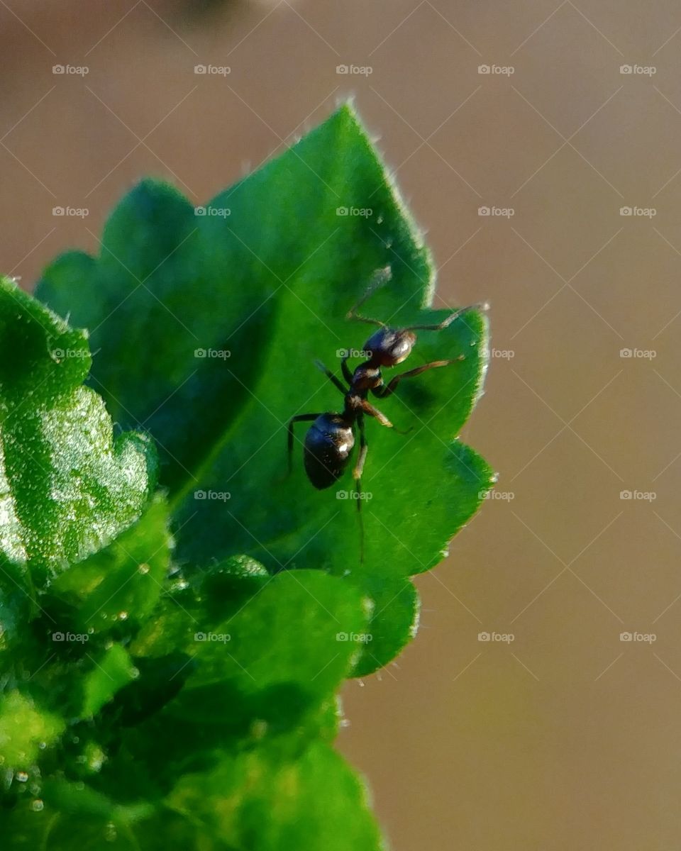 Ants Ameise blatt grün green Insekt