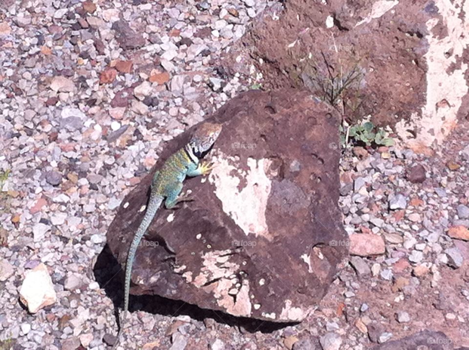 Lizard on a rock