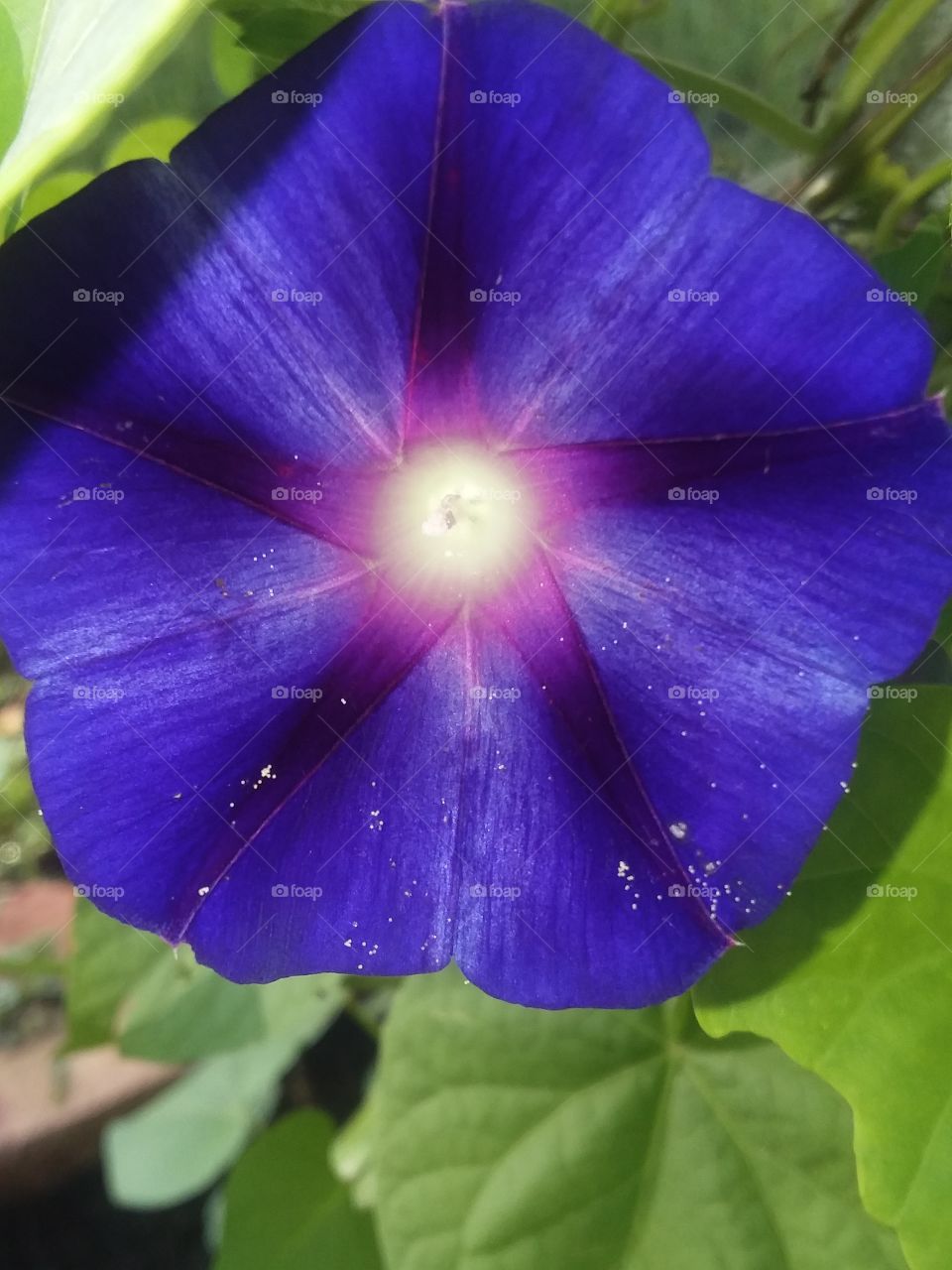 popping bright violet- blue morning glory