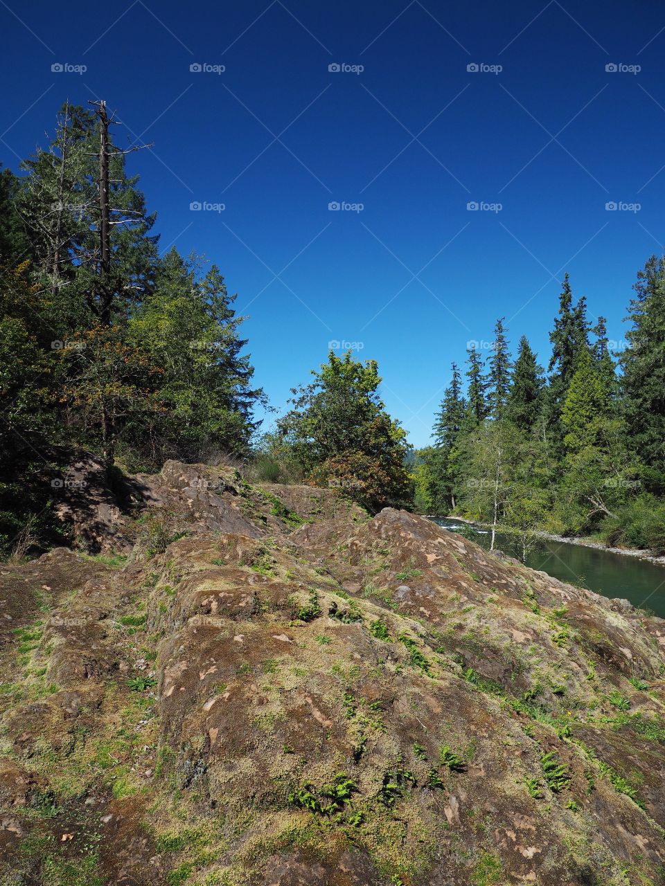 The rocky and rugged shores of the Middle Fork of the Willamette River near Oakridge Oregon filled with trees transitioning to their fall colors on a beautiful sunny day.