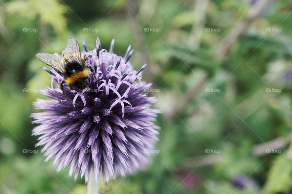 The Bee And The Echinops 