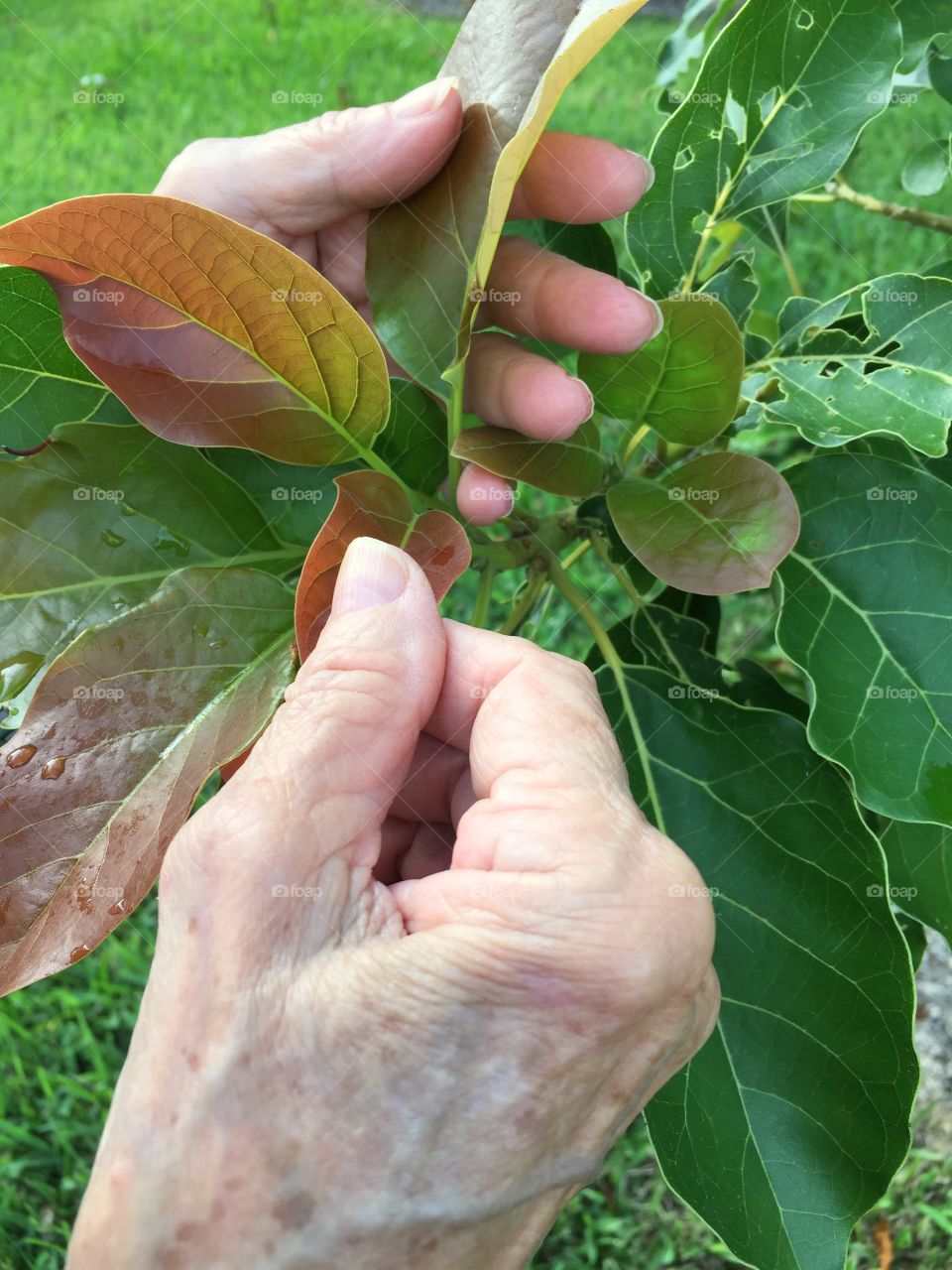 Senior woman hands holding mango tree leaves in backyard