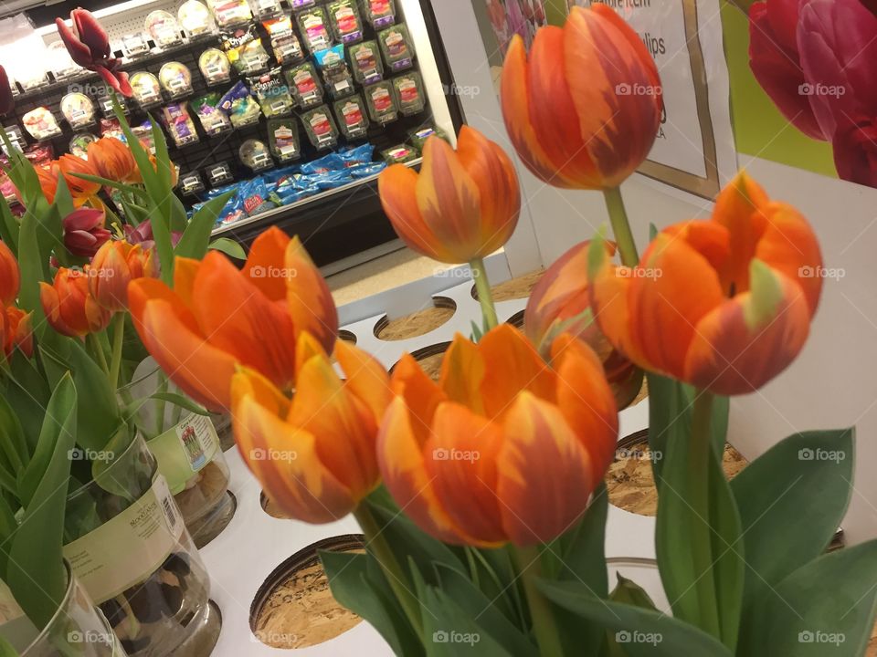 Aside from food in a grocery store Tulips one of my comfort buddy. Wanting to put you outside.
