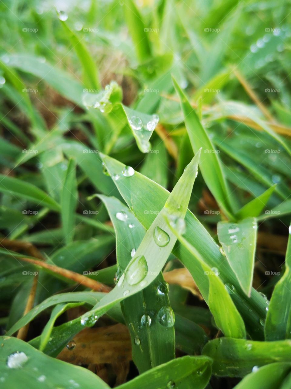 A build-up of water droplets after a foggy sunrise