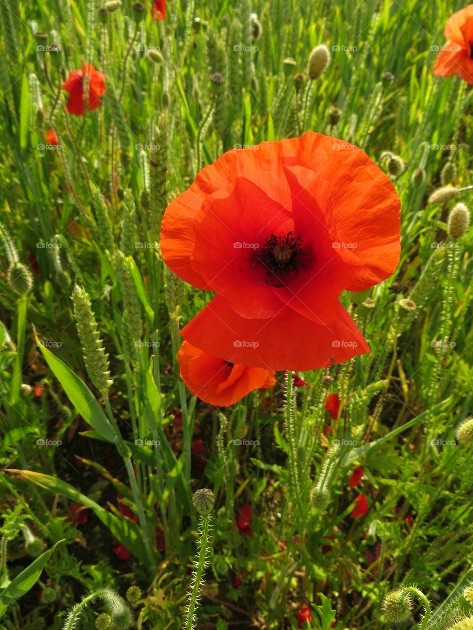 poppies