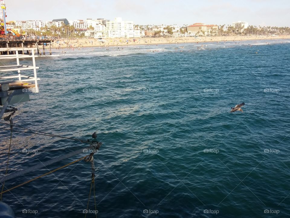 Santa Monica Pier_5. sea birds flying by