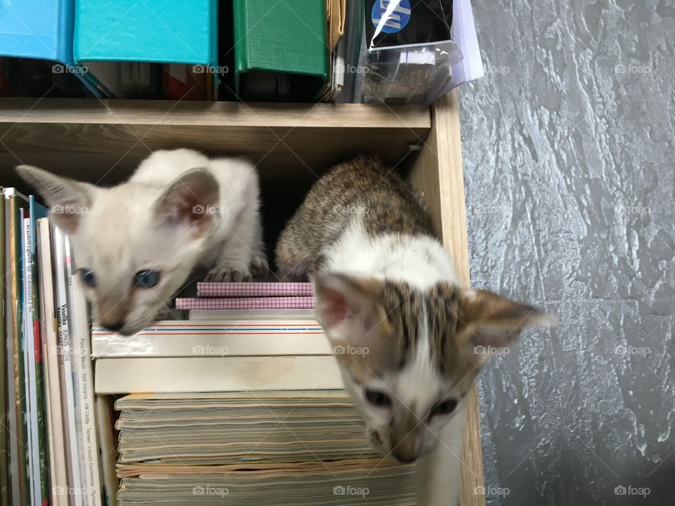 Cat, Pet, Mammal, Cute, Kitten