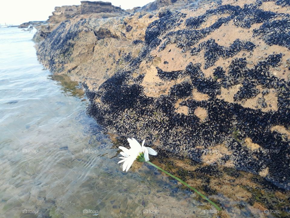 White flower on a brazilian beach