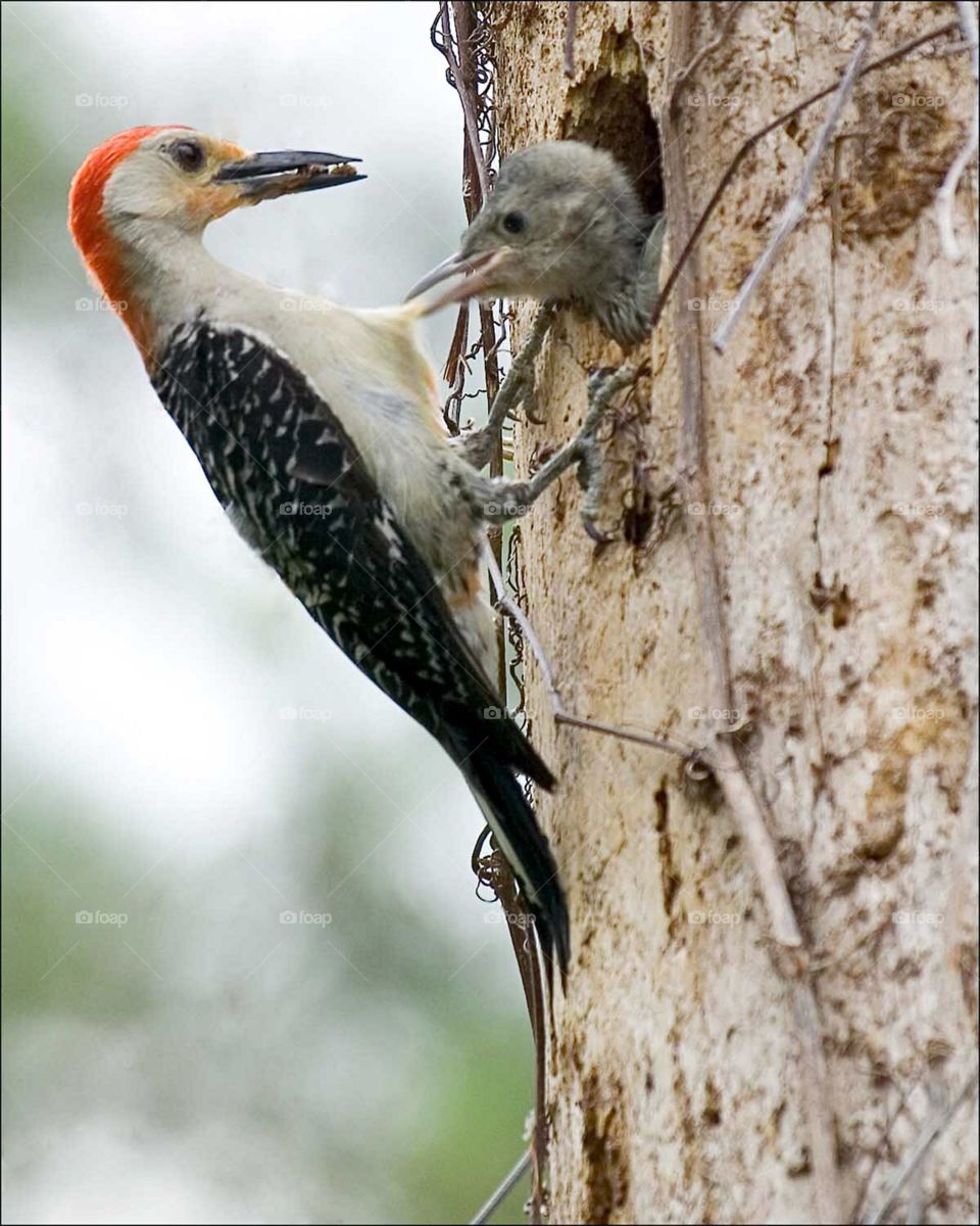 The first signs of Spring in my neighborhood. A busy Red-Bellied Woodpecker parent is ready to feed her hungry chick. Her little chick is so anticipating his meal that he pulls her belly feathers to encourage her to hurry.