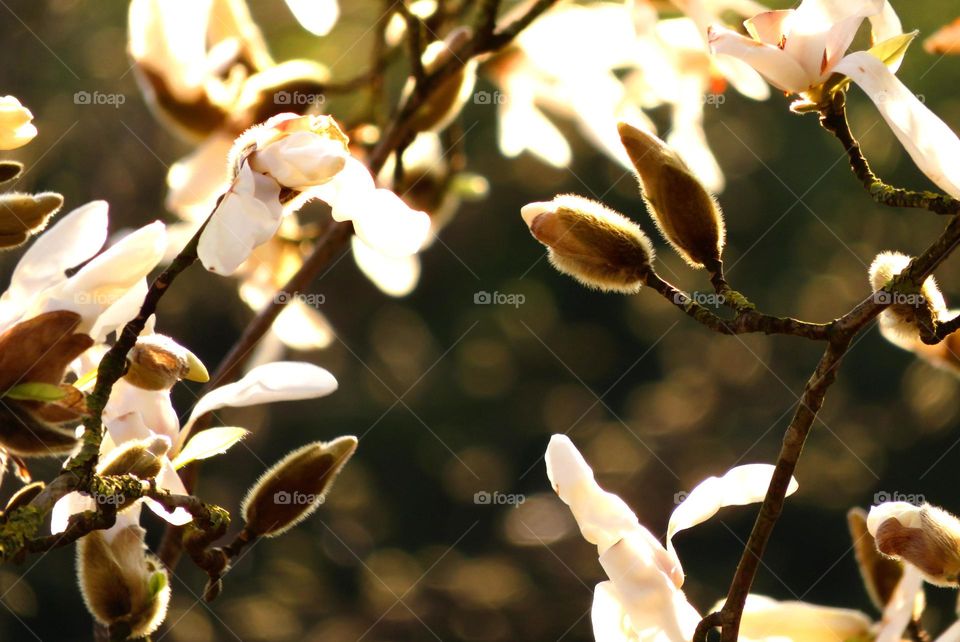 Spring magnolia