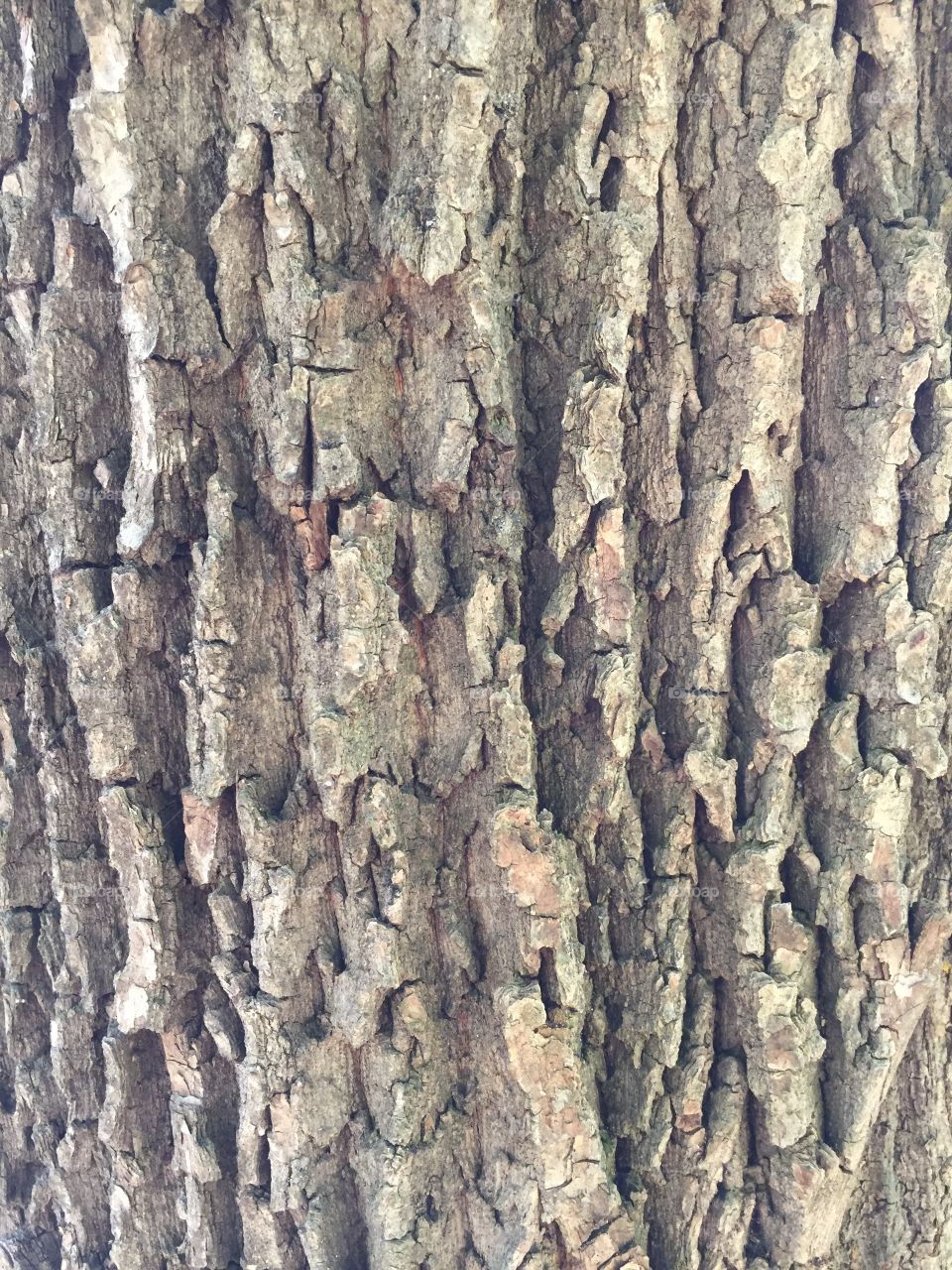 tree bark