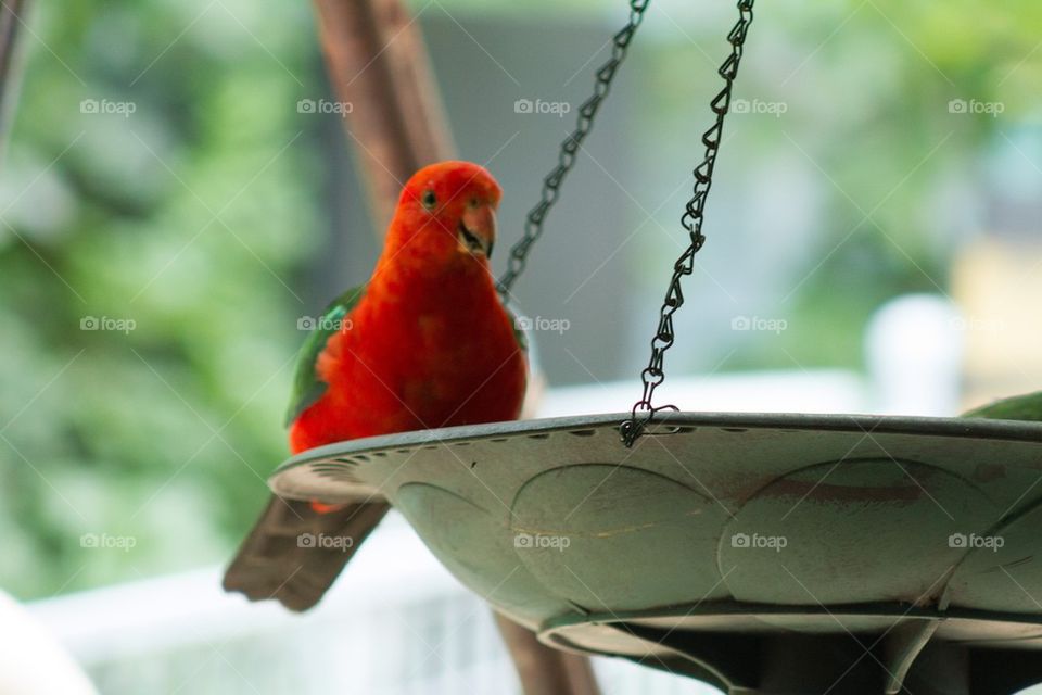 Male King Parrot