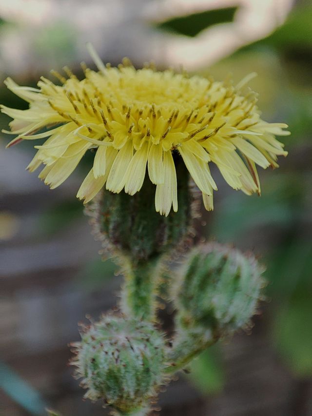 Sowthistle
