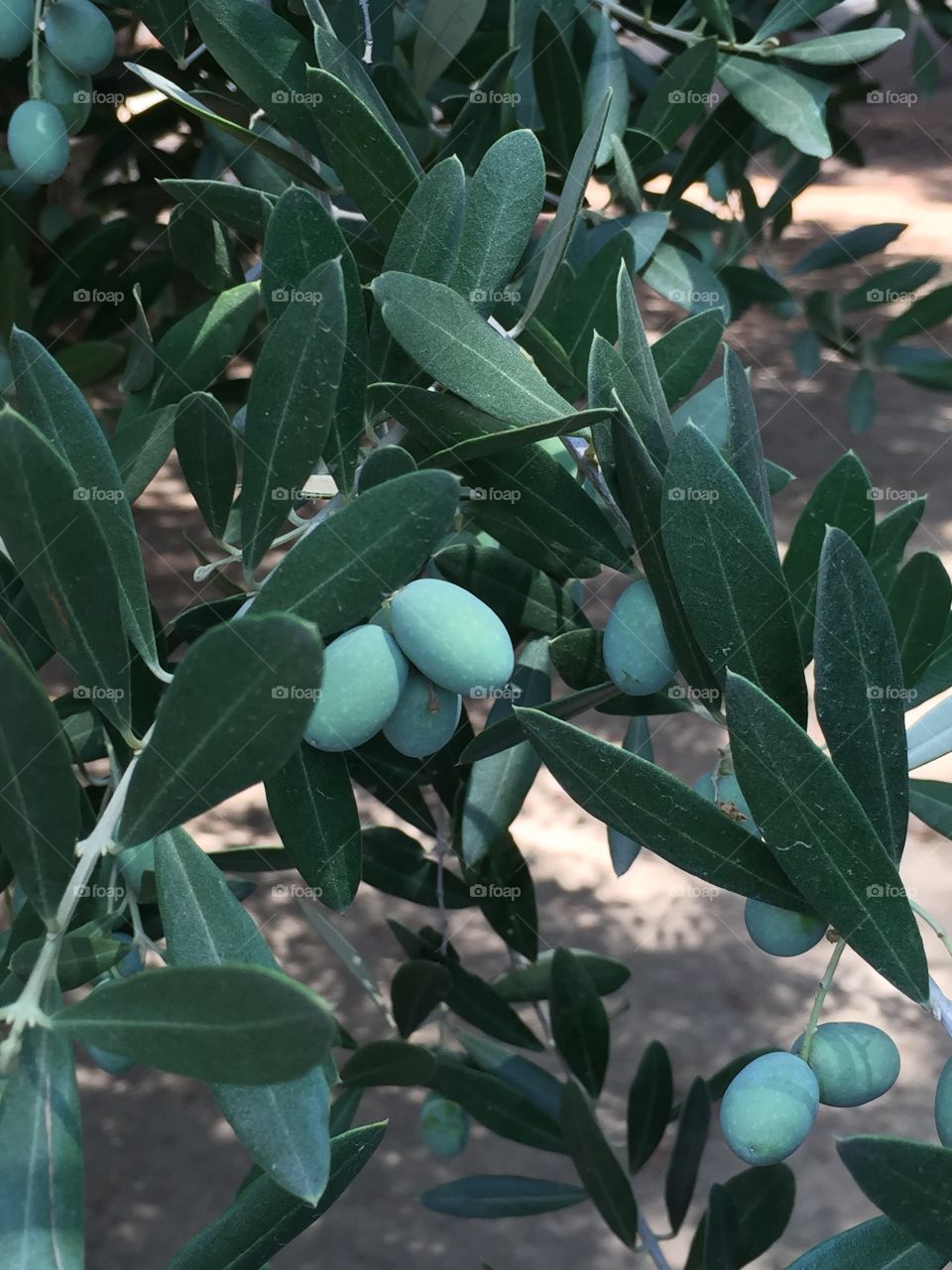 Olives on olive tree closeup
