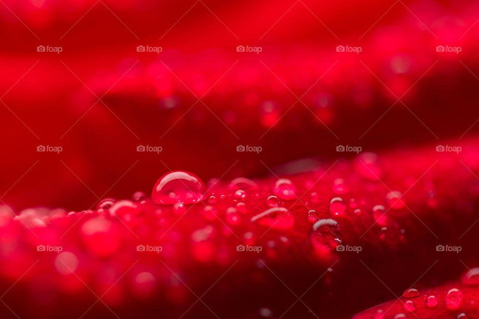 Water drops on red petal