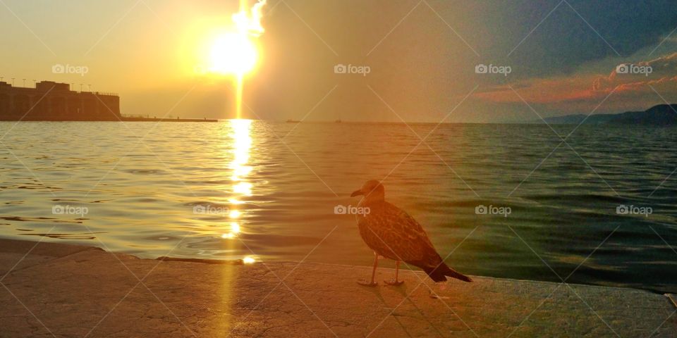 Seagull in the Sunset