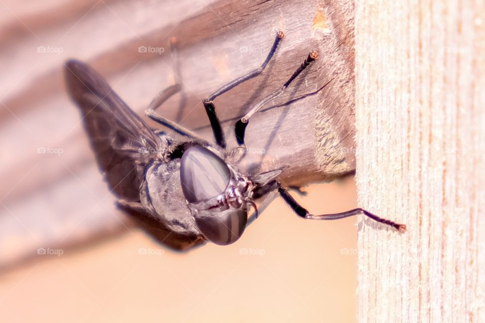 I only have compound eyes for you. Black horsefly. 