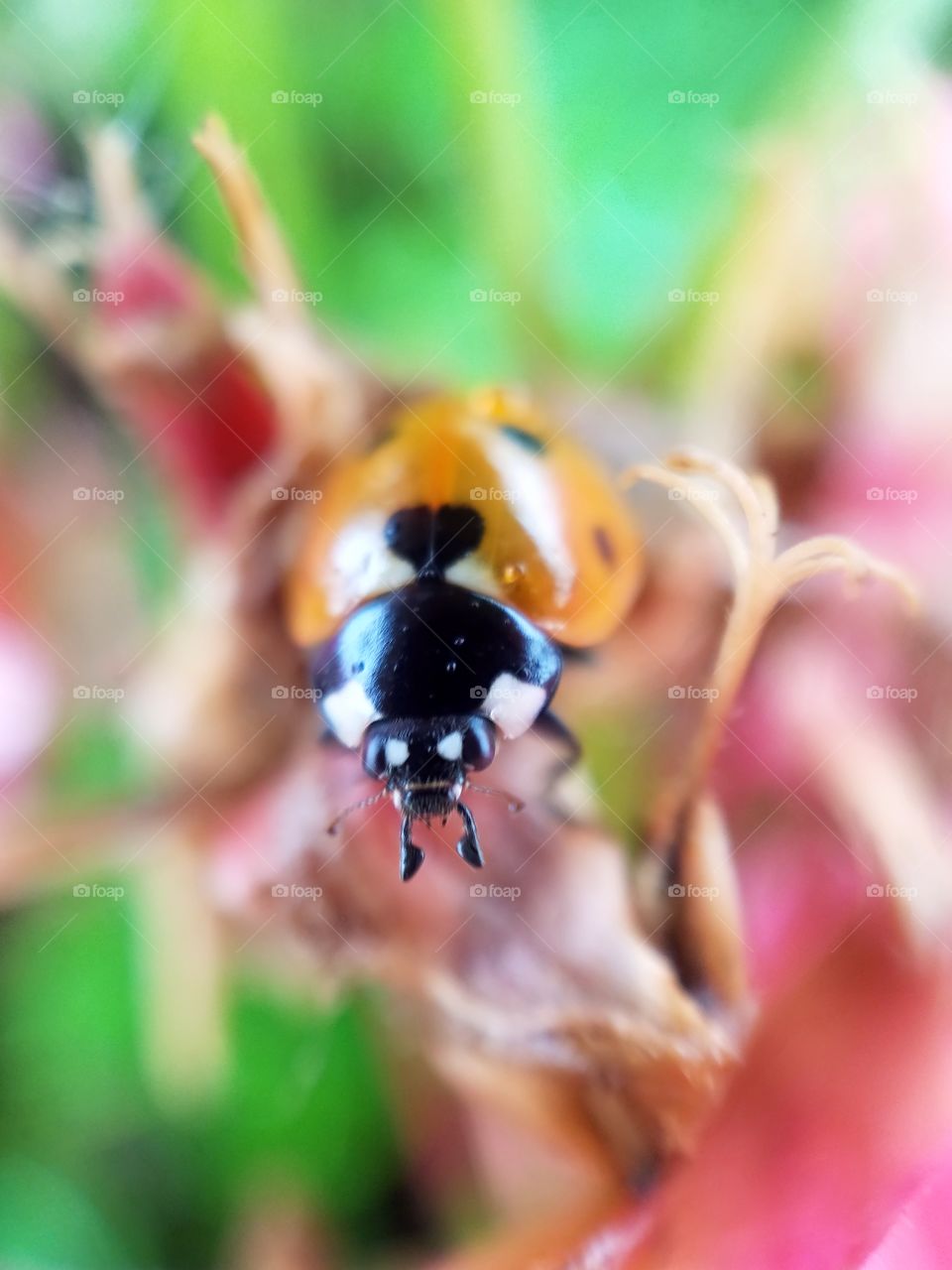 Beauriful macro shots