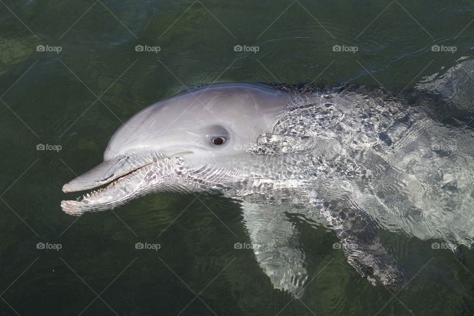 Friendly wild dolphin, South Australia closeup, head out of water, in the ocean, Spencer Gulf, Eyre Peninsula, Australian wildlife