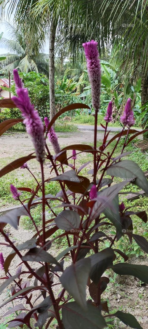 This flower has begun to be rarely found.