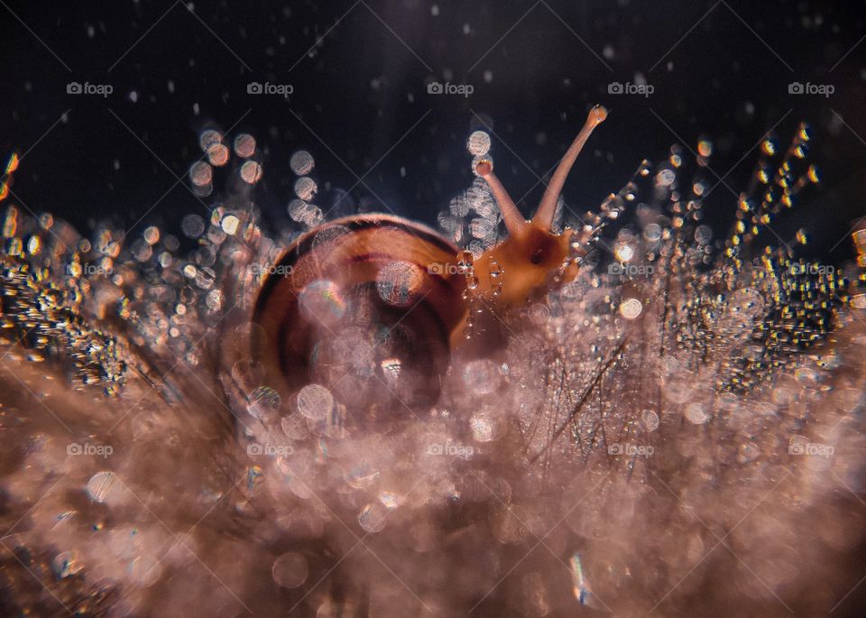 snail sitting on a dandelion