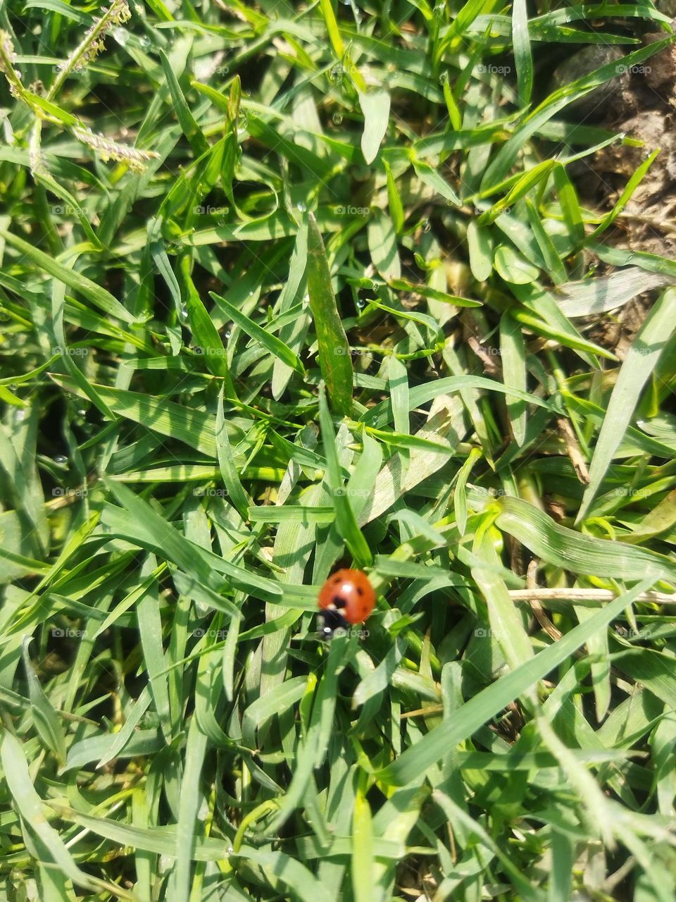 lady bug 🐞🐞 come for morning walk in my garden😁😁