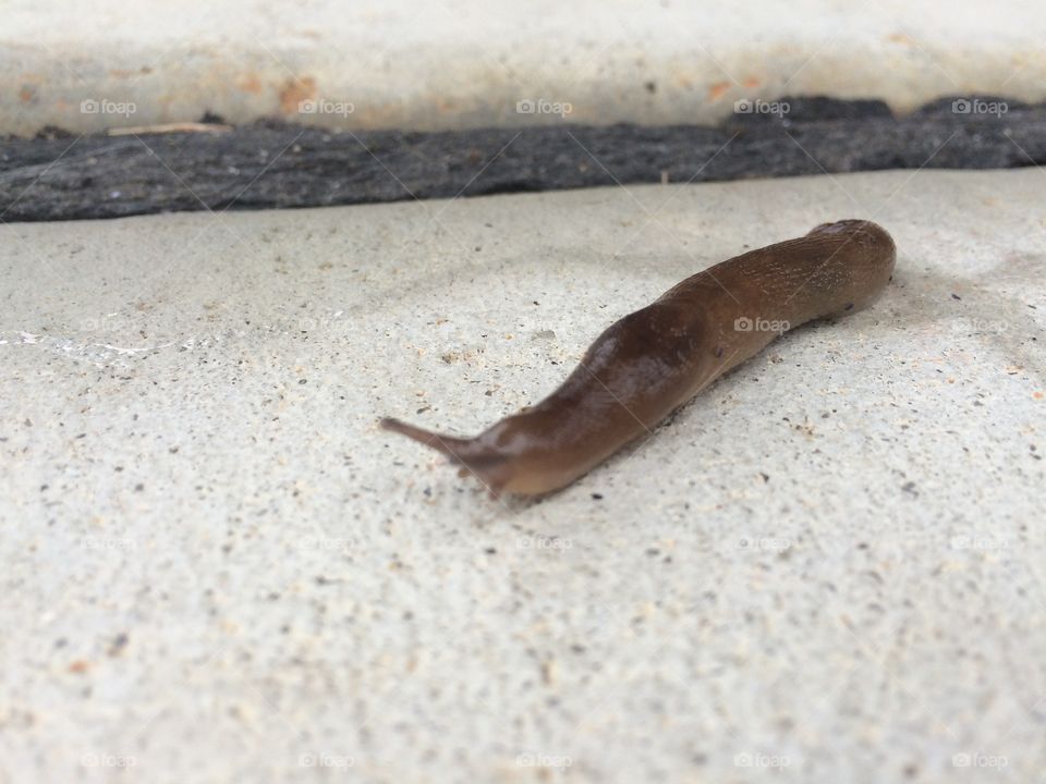 Slimy snail