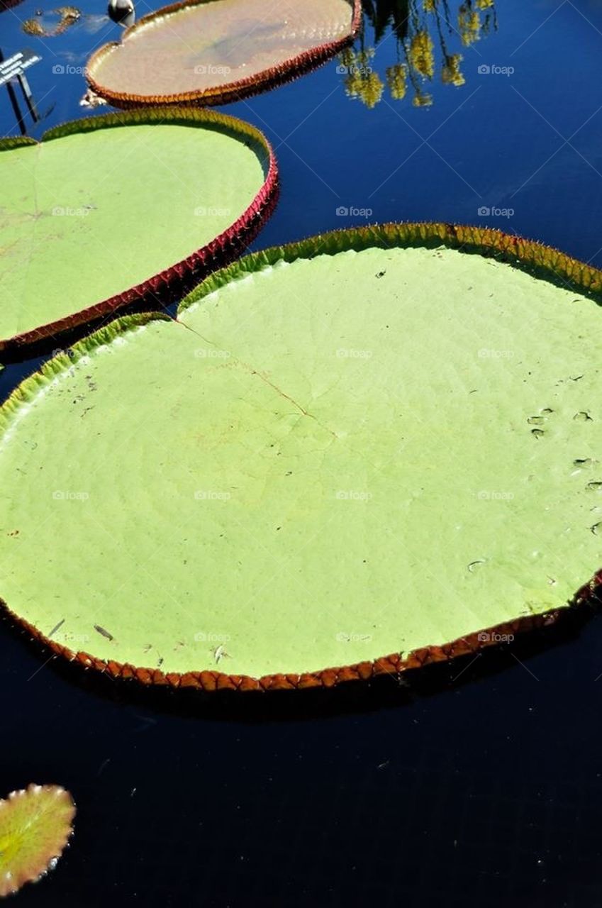 Lilly pad