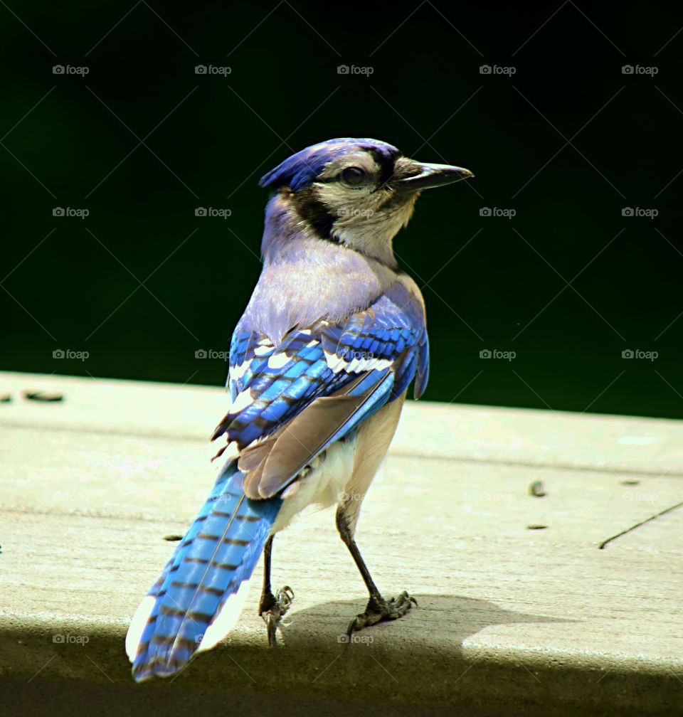 Close-up of blue jay on wood