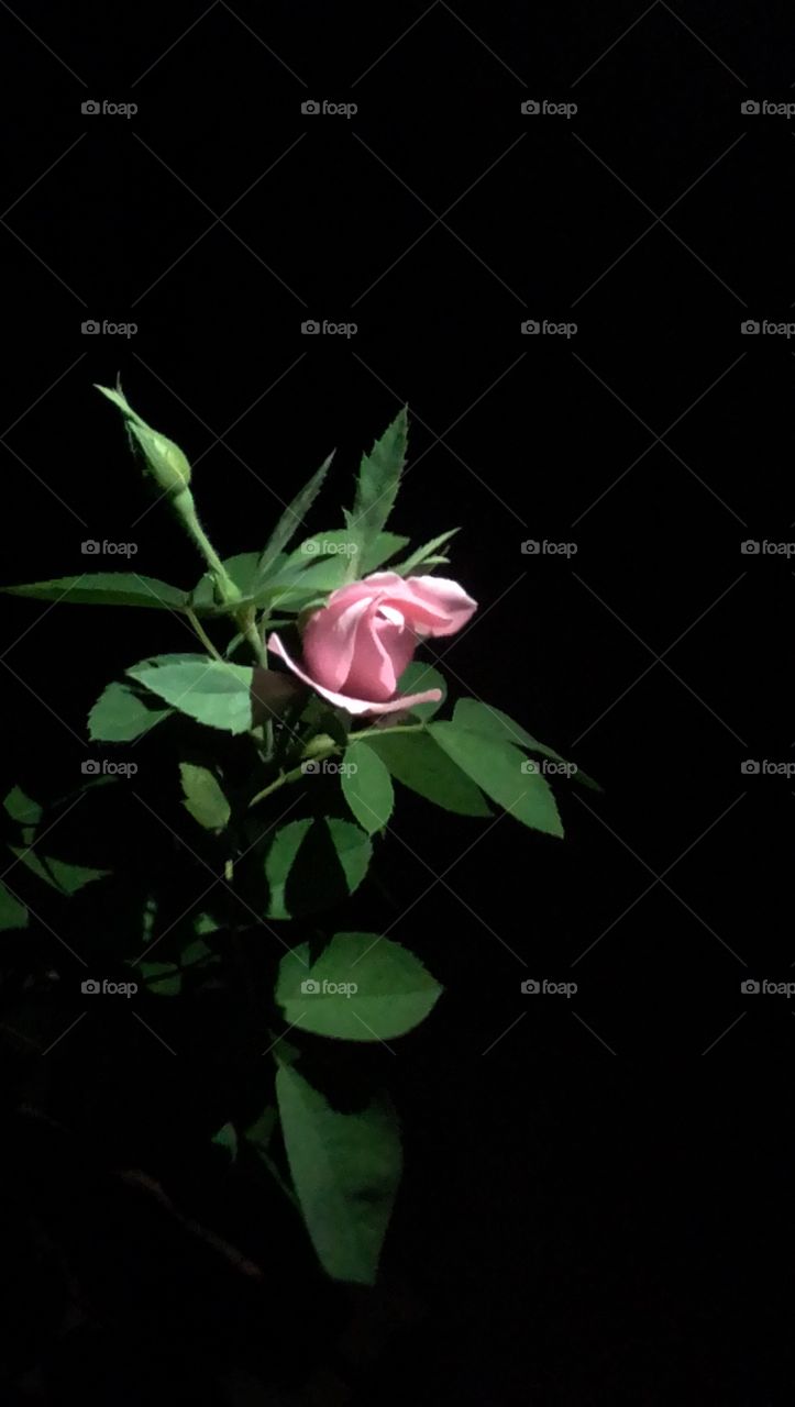capturing the beauty of this beautiful rose in the dark