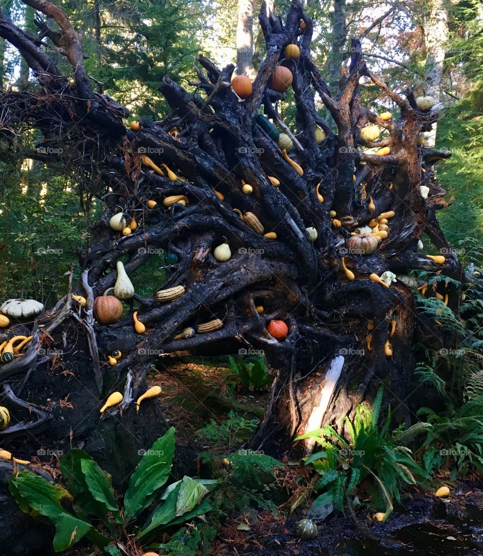 Halloween Pumpkins in Tree Roots
