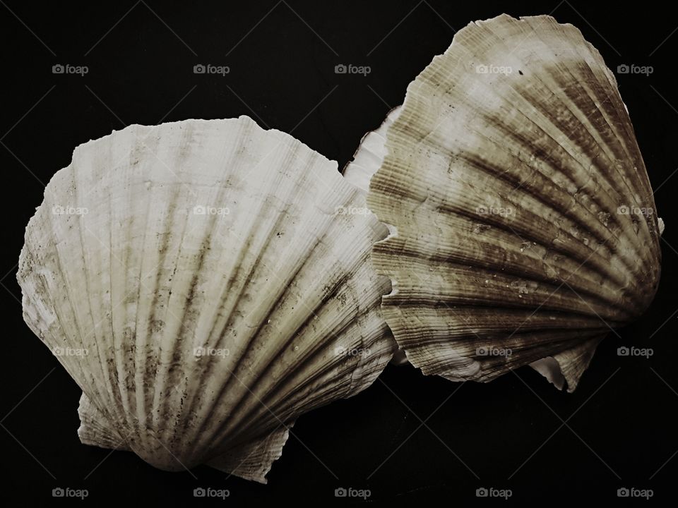 Pair of scallop shells in black and white on black background.